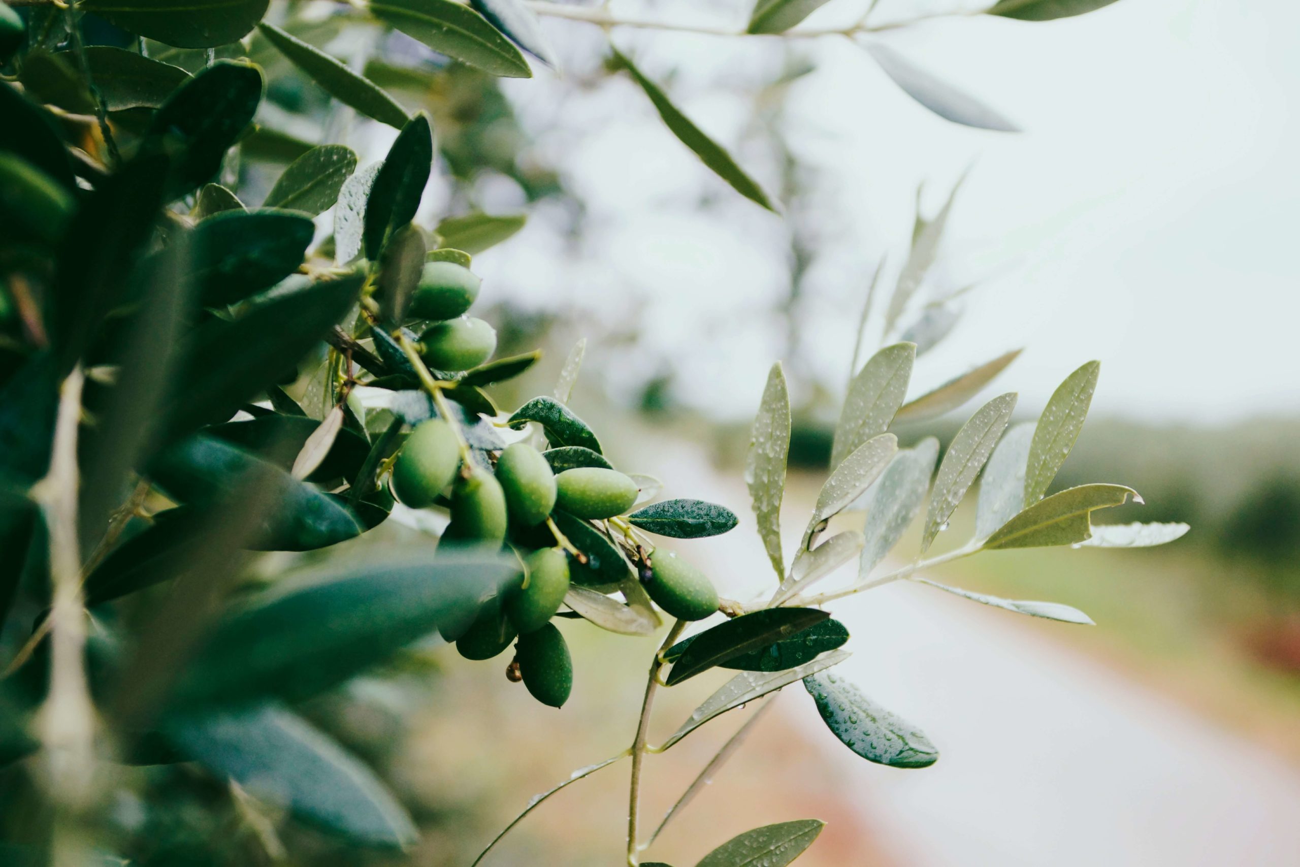 Wo und wann kann man am besten die Erfahrung der italienischen Olivenernte aus erster Hand erleben
