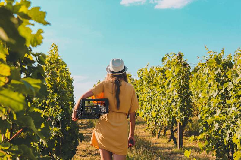 Die Zeit der Weinfreunde ist da: Weinernte 2021 und Weingebiete in Norditalien
