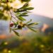 Olivenernte am Gardasee: dem nördlichsten Anbaugebiet in der Welt!